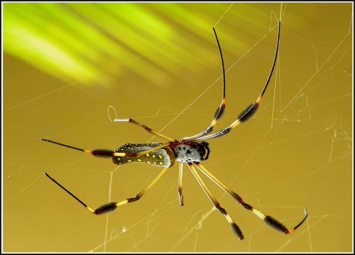 Goldene Seidenspinne aus Costa Rica