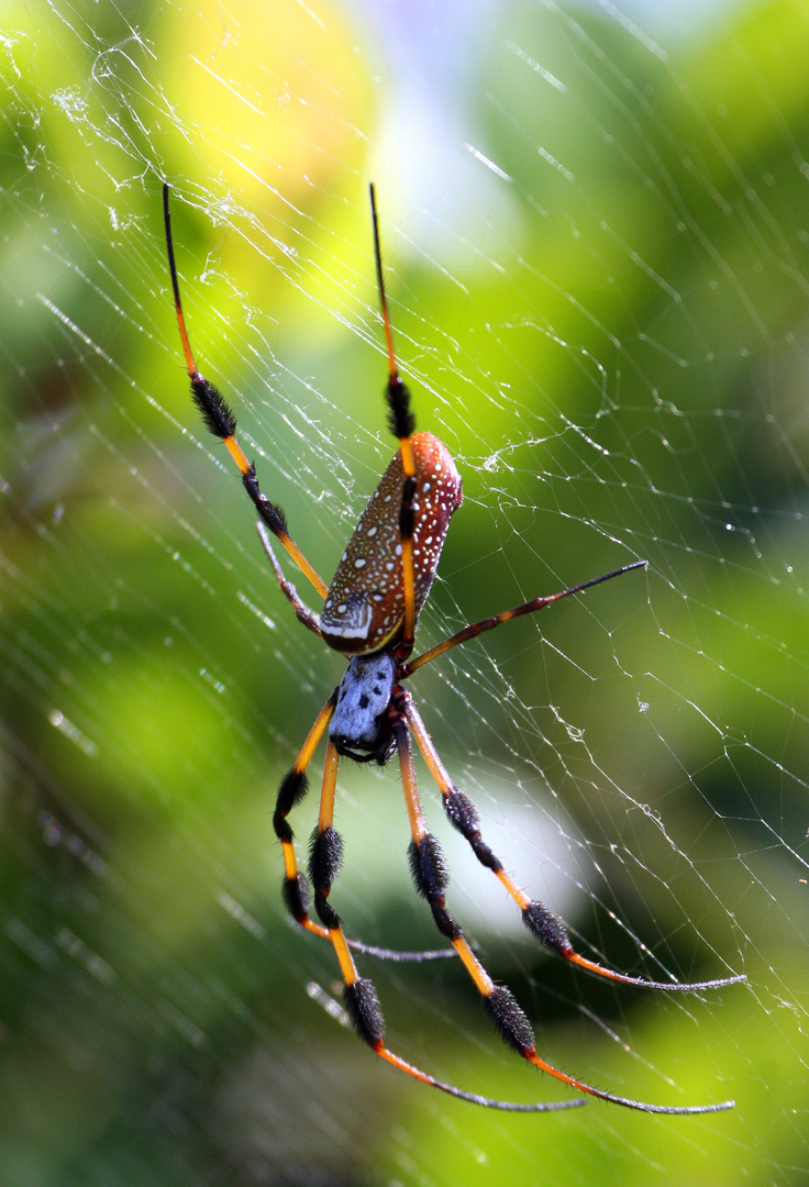 Goldene Seidenspinne