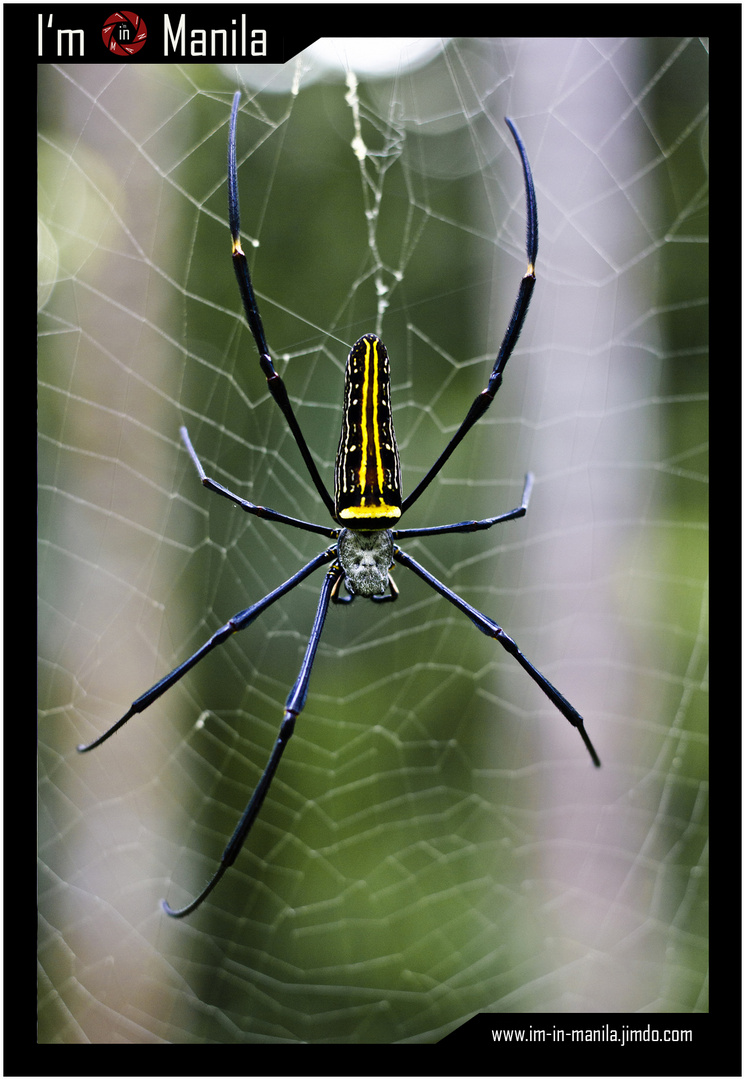 Goldene Seidenspinne