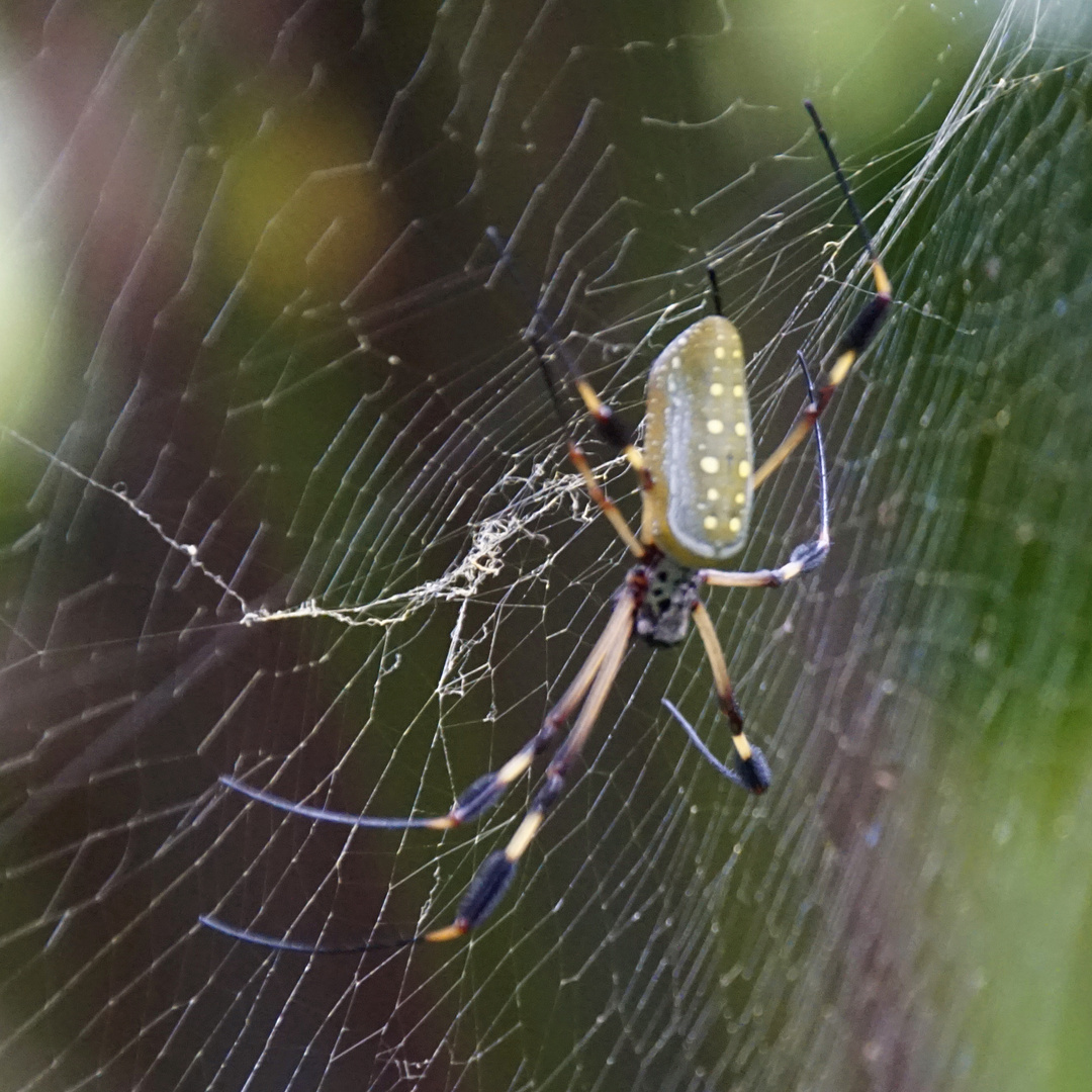 Goldene Seidenspinne II