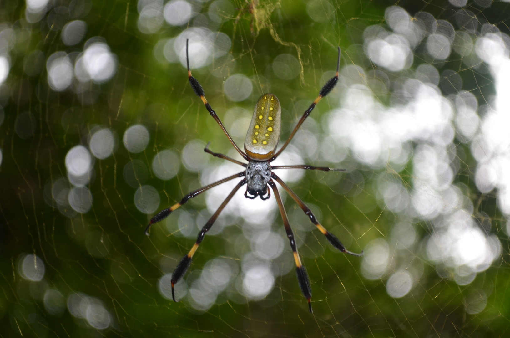 Goldene Seidenspinne ( Nephila Clavipes)