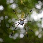 Goldene Seidenspinne ( Nephila Clavipes)