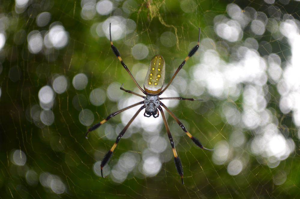 Goldene Seidenspinne ( Nephila Clavipes)