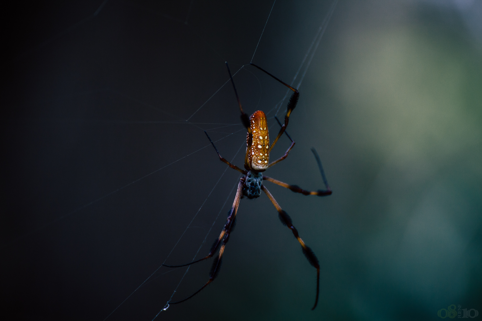 Goldene Seidenspinne (Nephila clavipes)