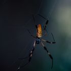 Goldene Seidenspinne (Nephila clavipes)