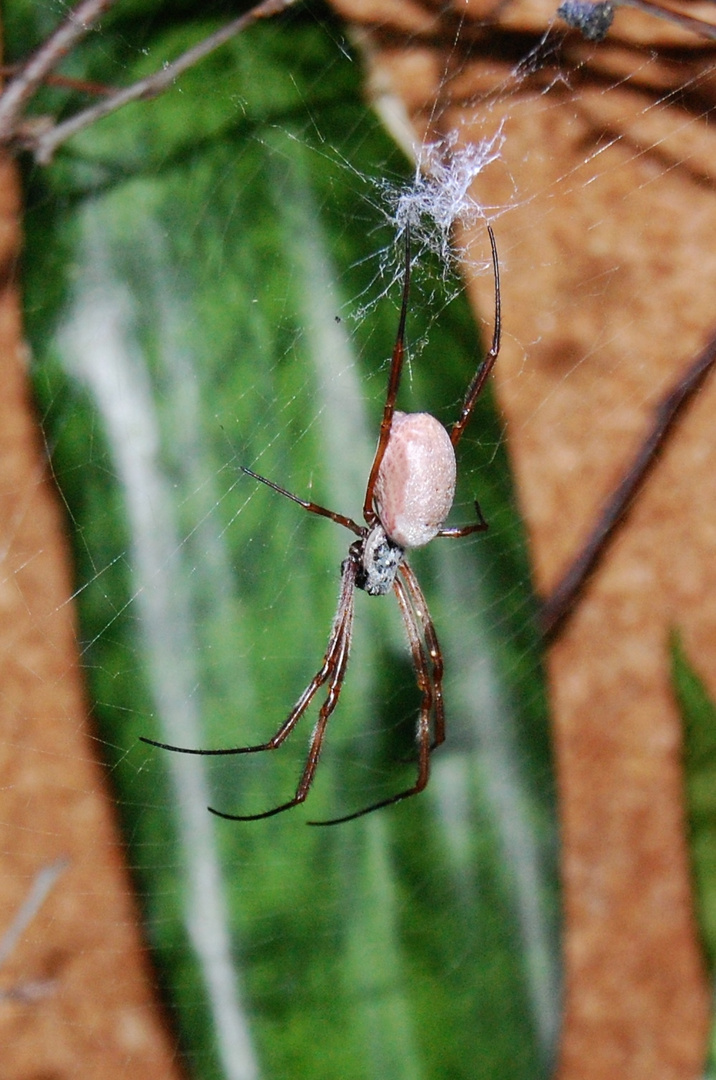 Goldene Seidenspinne - Nephila edulis 3