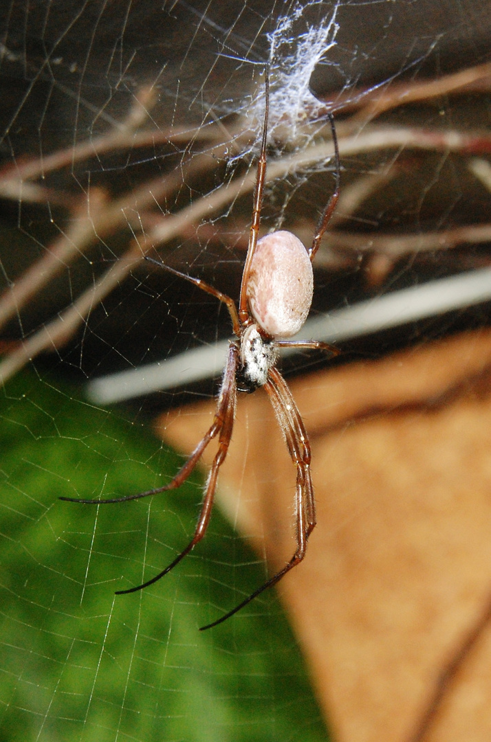 Goldene Seidenspinne - Nephila edulis 4