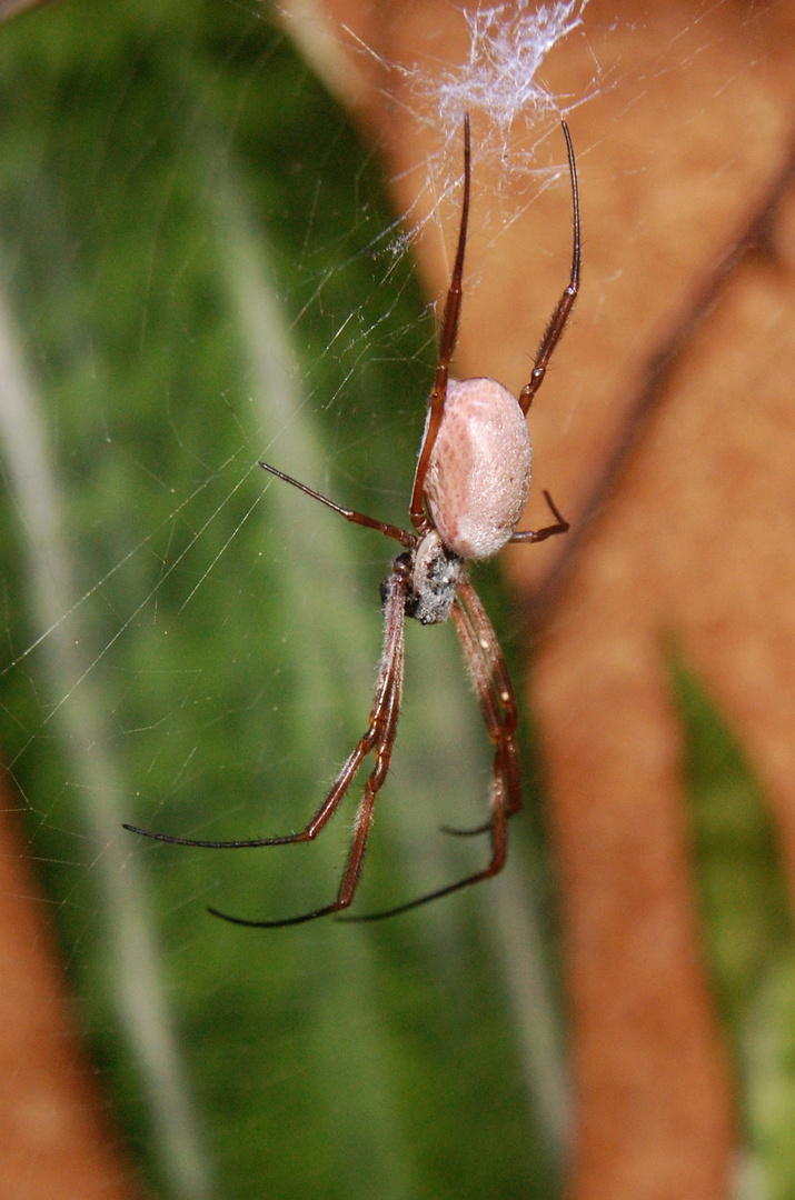 Goldene Seidenspinne - Nephila edulis 5