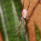 Goldene Seidenspinne - Nephila edulis 5