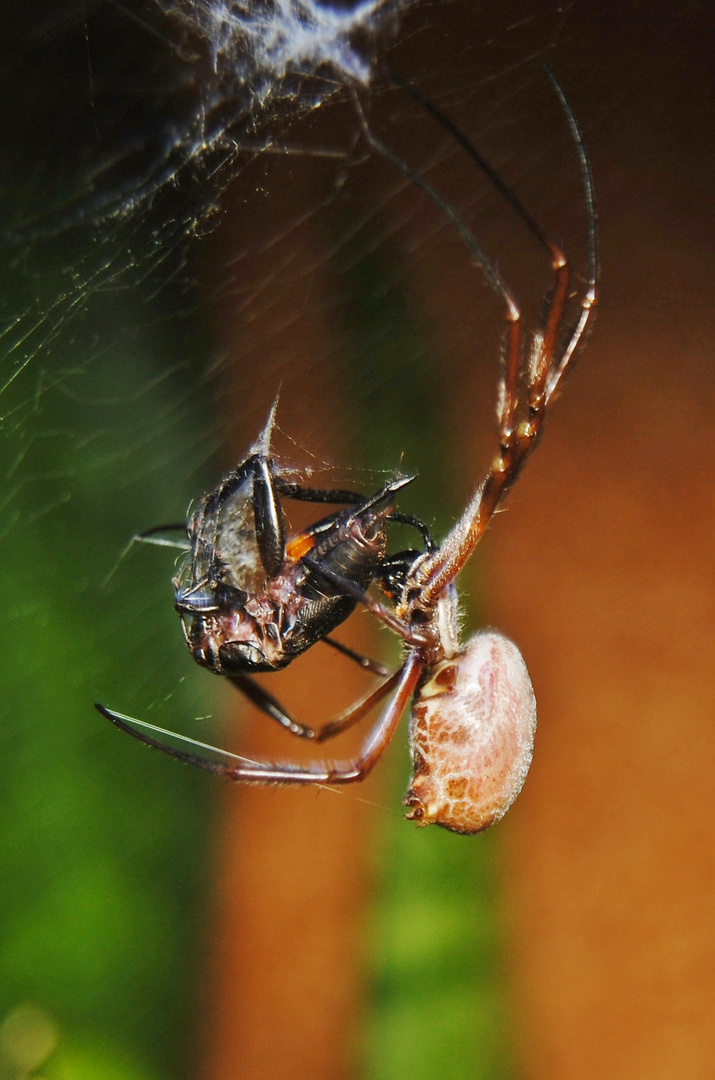 Goldene Seidenspinne - Nephila edulis 6