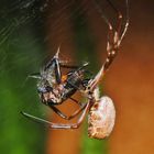 Goldene Seidenspinne - Nephila edulis 6