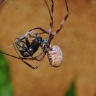 Goldene Seidenspinne - Nephila edulis 7