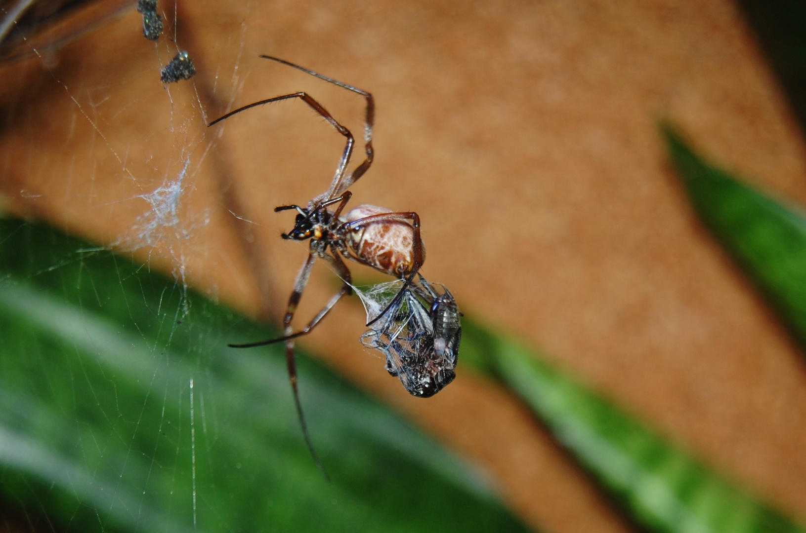 Goldene Seidenspinne - Nephila edulis 8