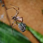 Goldene Seidenspinne - Nephila edulis 8