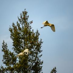 Goldene Silberreiher