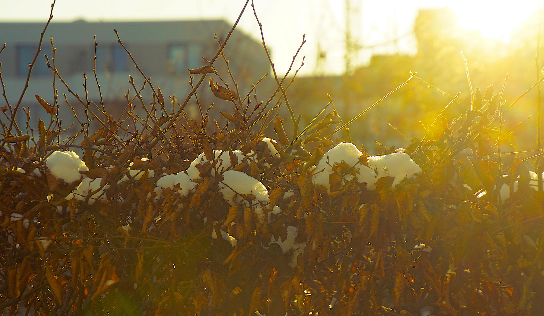 Goldene Sonne und Pulverschnee (1)