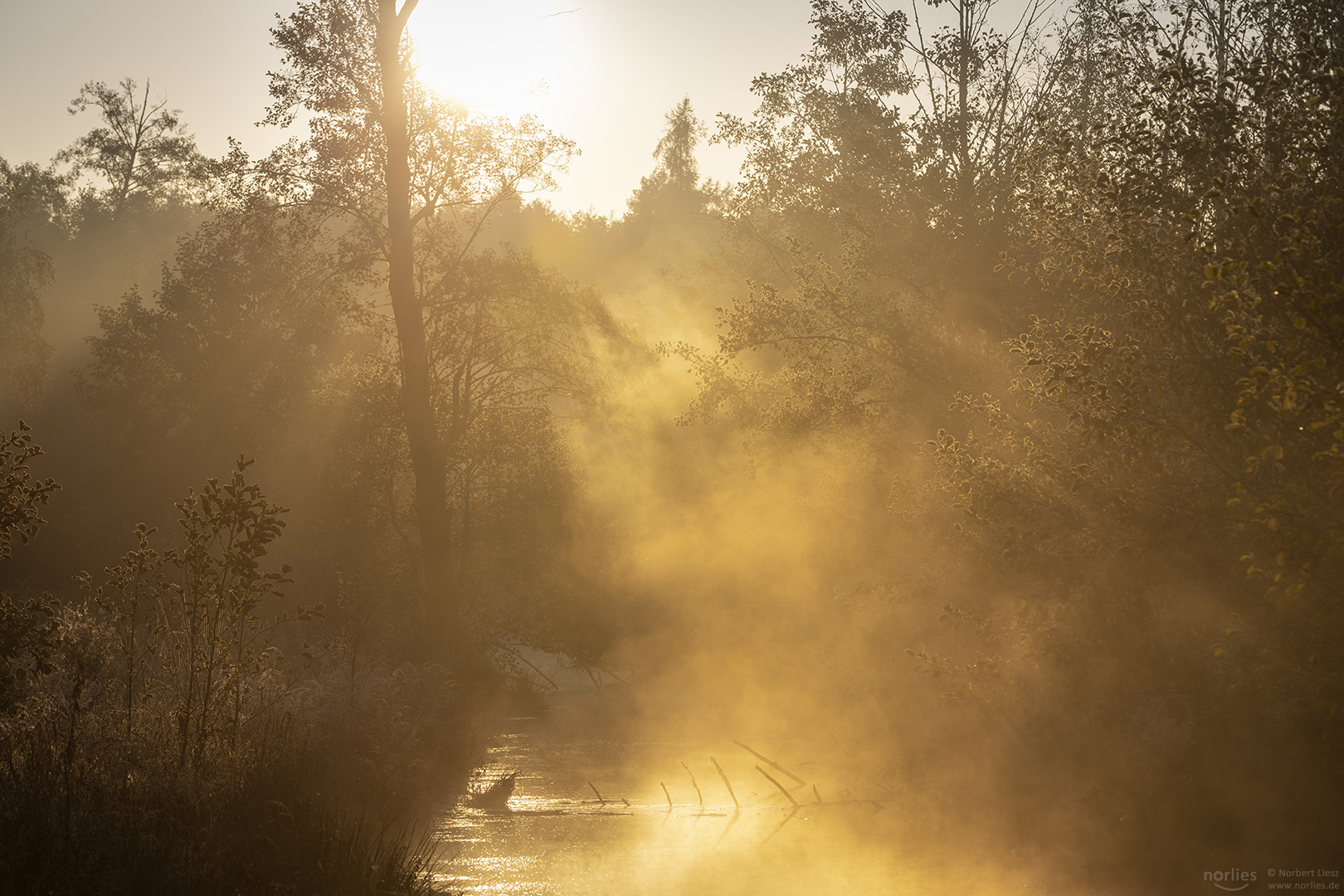 Goldene Sonnenstrahlen