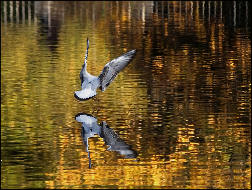 Goldene Spiegelung