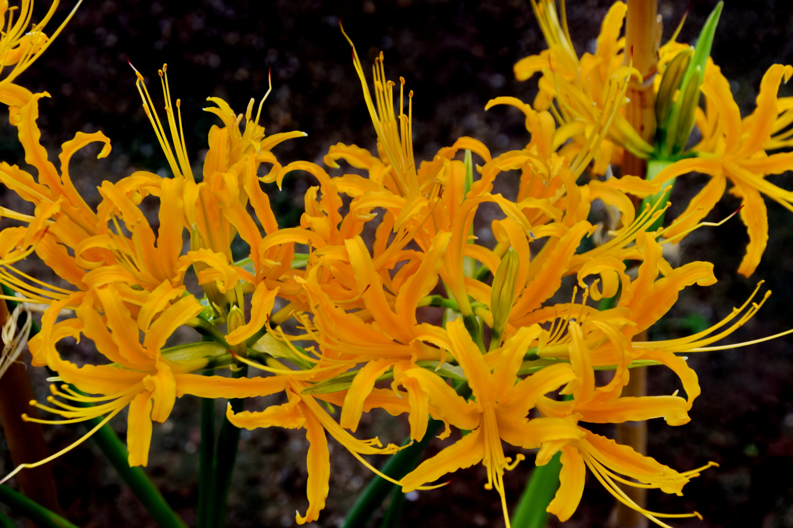 Goldene Spinnenlilie (Lycoris aurea)