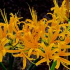 Goldene Spinnenlilie (Lycoris aurea)