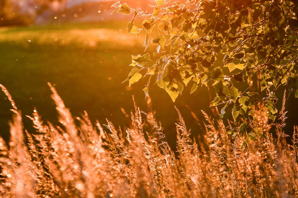 Goldene Stunde Foto & Bild landschaft, Äcker, felder & wiesen, sunset Bilder auf Goldene Stunde Foto & Bild landschaft, Äcker, felder & wiesen, sunset Bilder auf