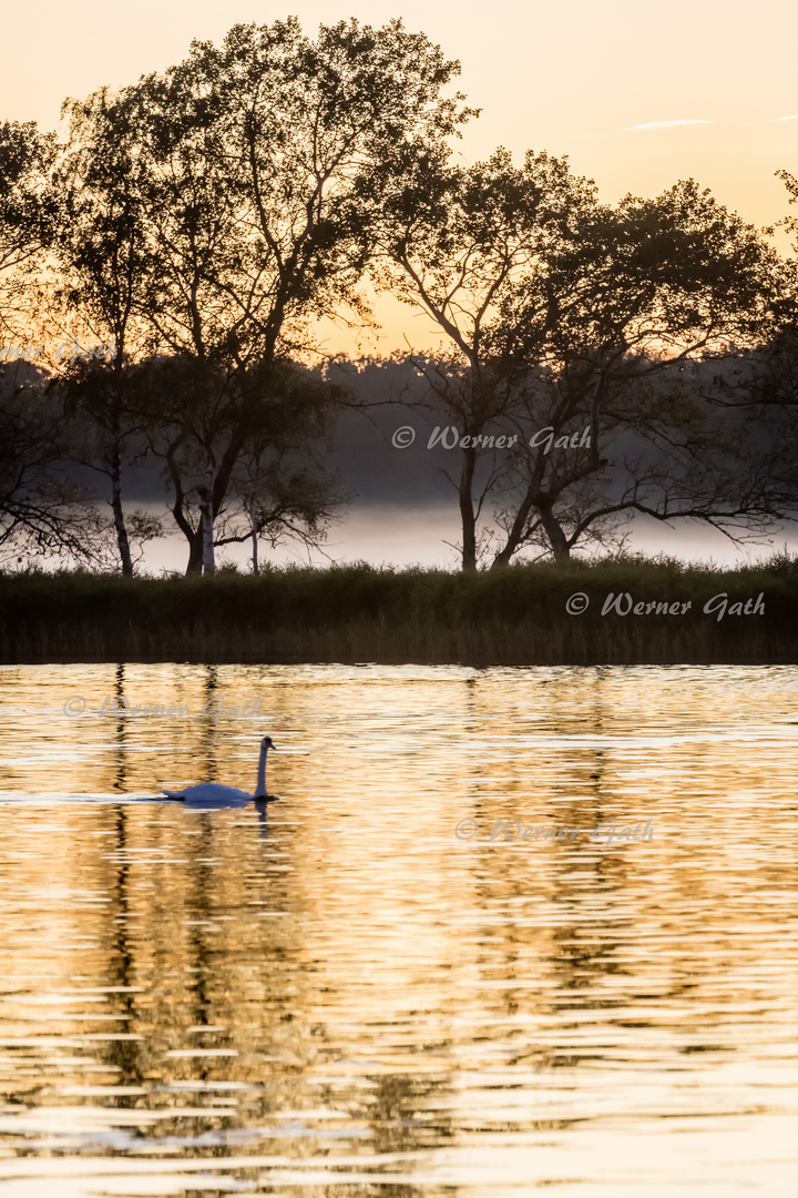 Goldene Stunde am Bodden