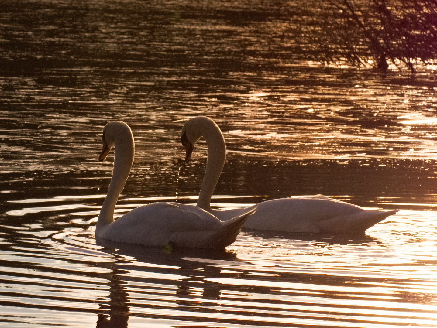 Goldene Stunde am Fechenheimer Weiher