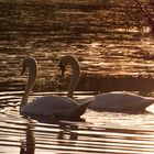 Goldene Stunde am Fechenheimer Weiher