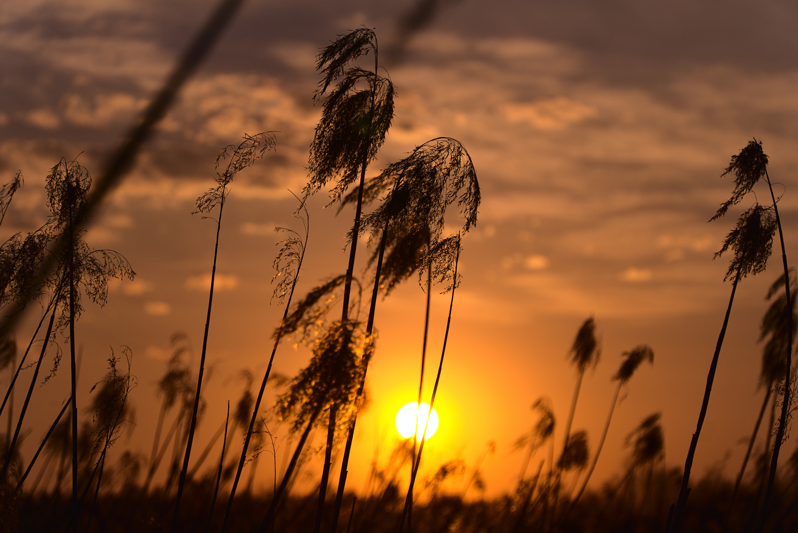 Goldene Stunde am Federsee