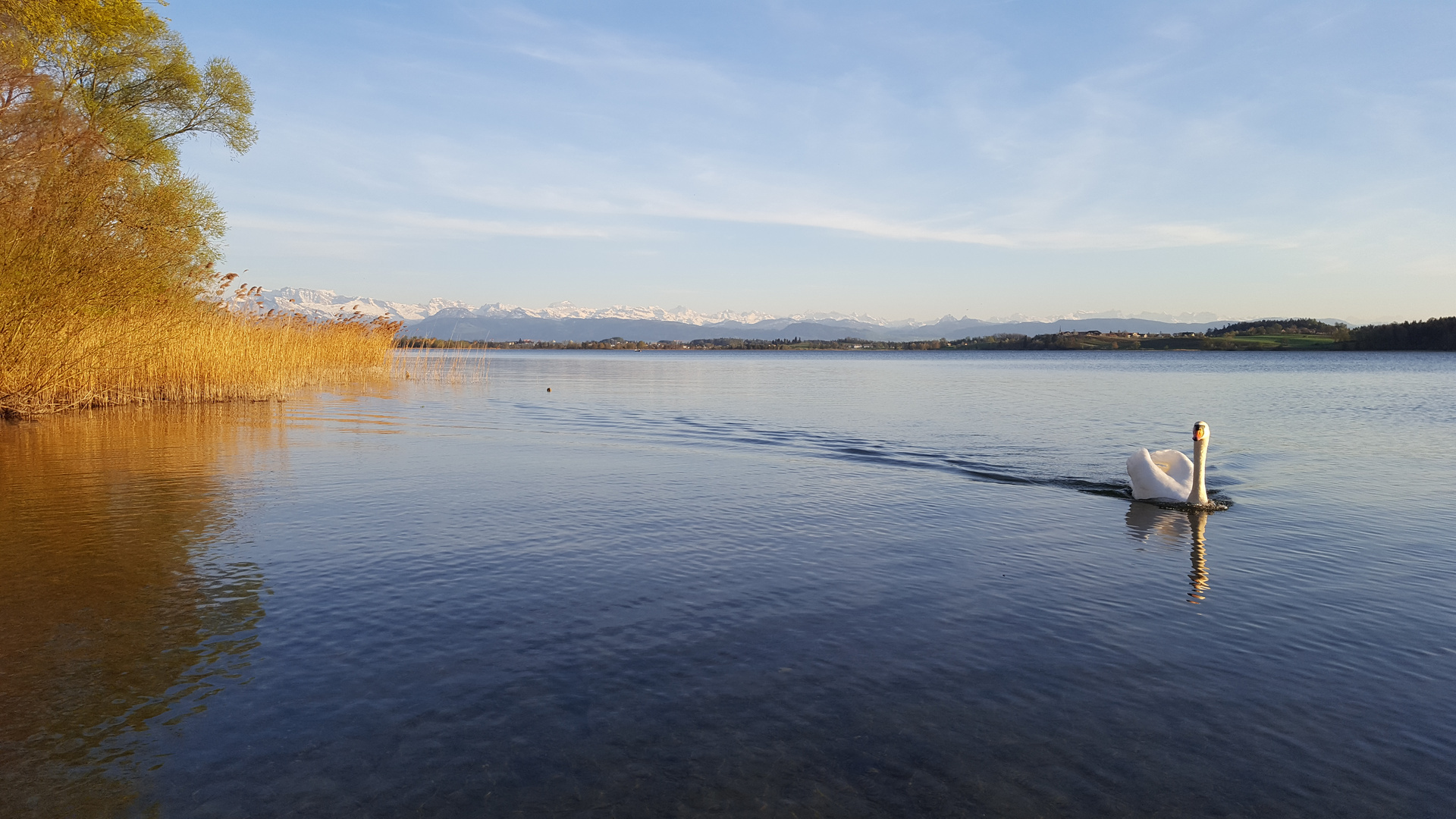 Goldene Stunde am Pfäffikersee