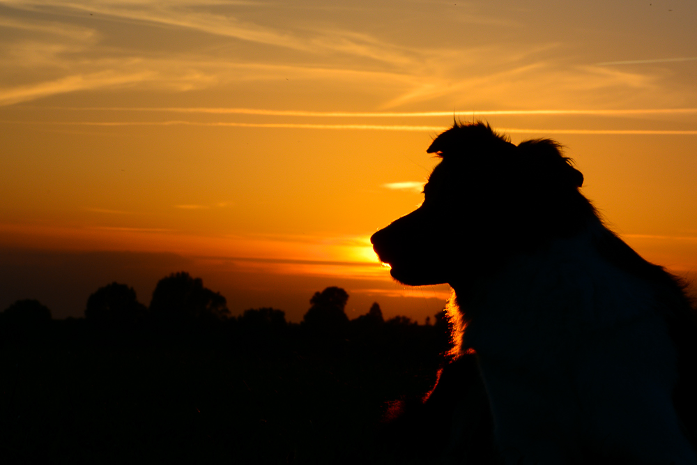 Goldene Stunde an der Elbe