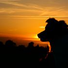 Goldene Stunde an der Elbe