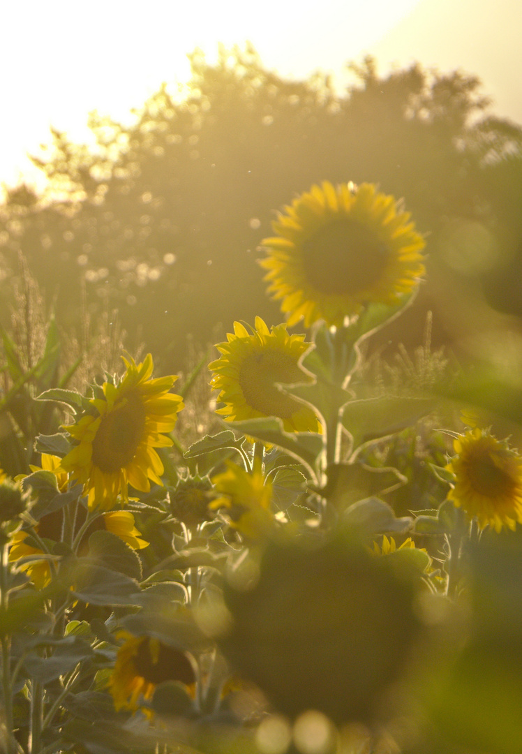 Goldene Stunde im Sonnenblumenfeld