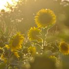 Goldene Stunde im Sonnenblumenfeld