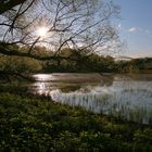 Goldene Stunde im Vogelparadies