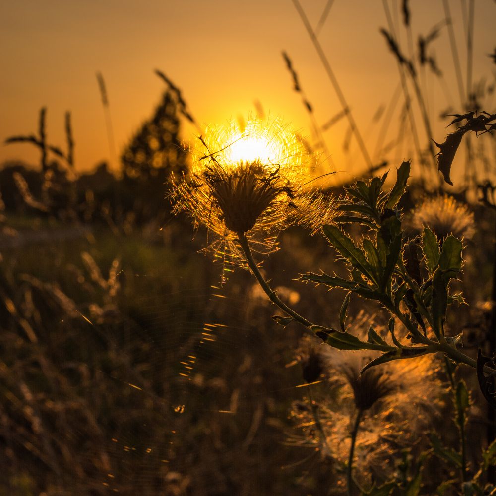 Goldene Stunde in Bietigheim