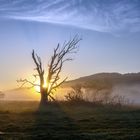 Goldene Stunde in den Moselauen