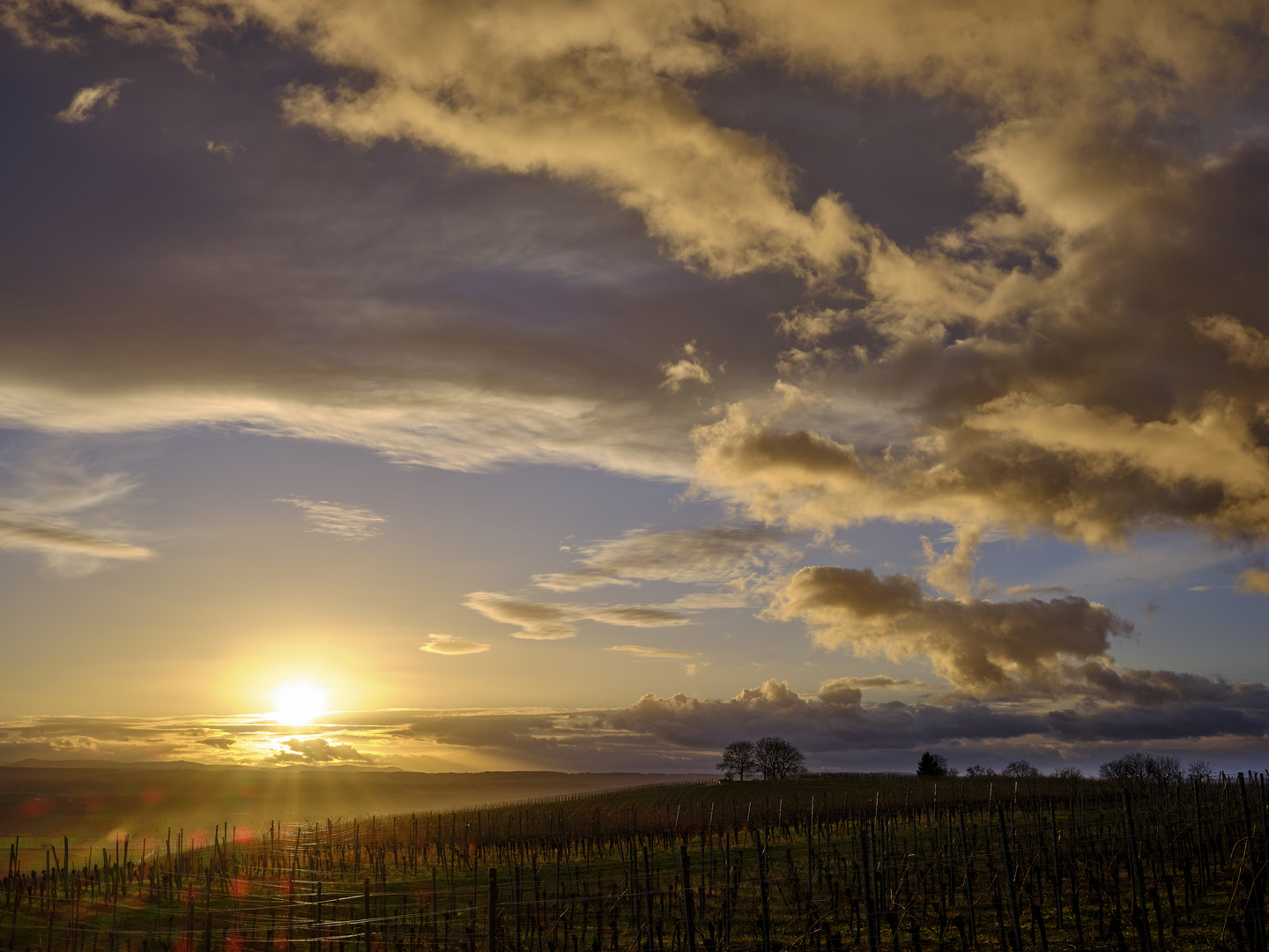 Goldene Stunde in den Reben