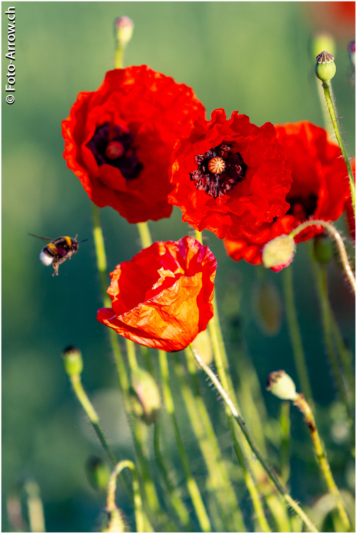 Goldene Stunde in einem Feld voll Mohn...