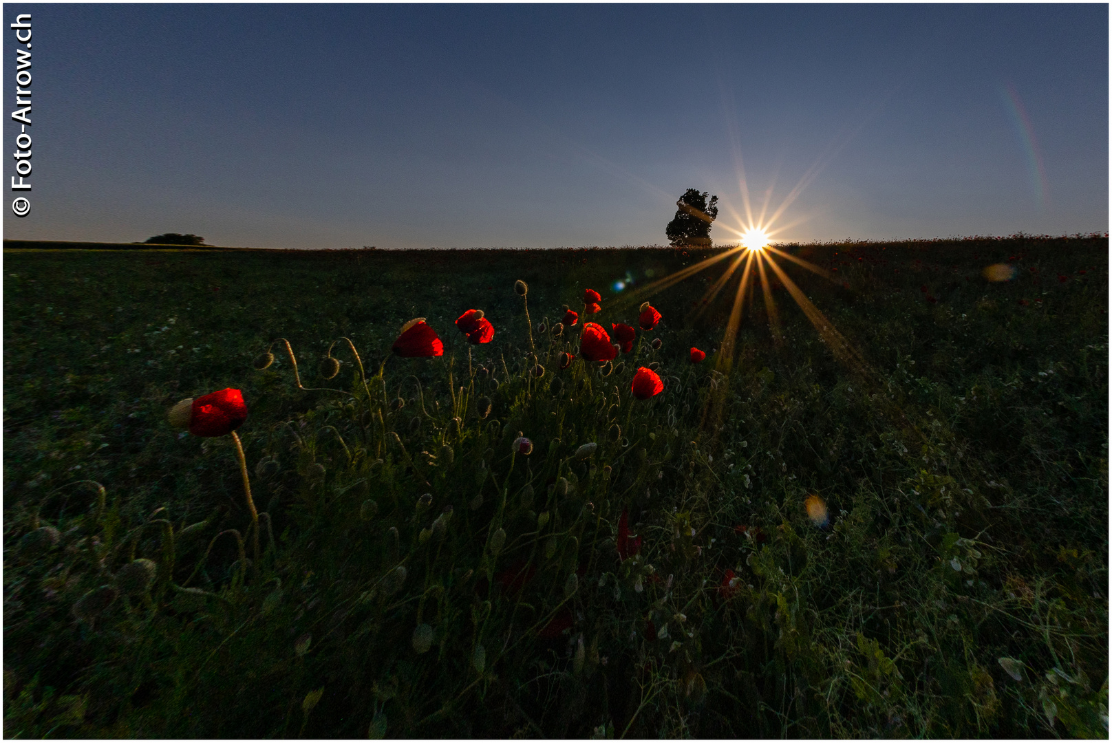 Goldene Stunde in einem Feld voll Mohn...