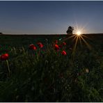 Goldene Stunde in einem Feld voll Mohn...