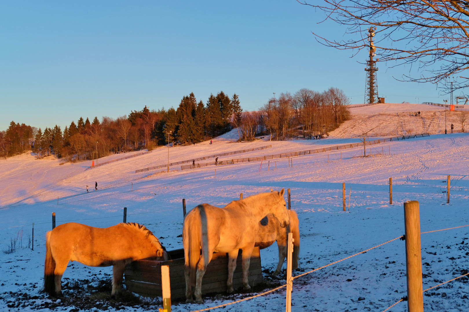 Goldene Stunde in Wildewiese