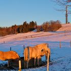 Goldene Stunde in Wildewiese