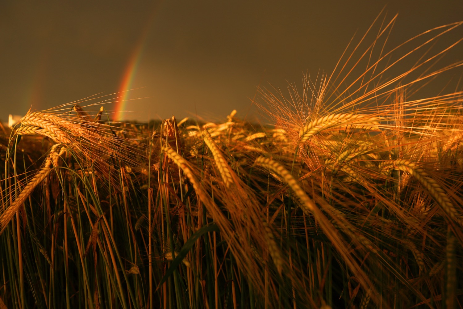 Goldene Stunde nach Regenguss