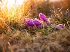 Goldene Stunde .... violettes Leuchten