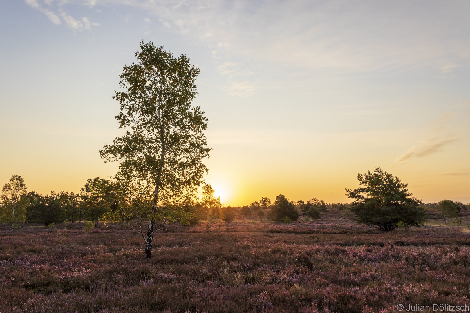 Goldene Stunde zur Heideblüte