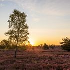 Goldene Stunde zur Heideblüte