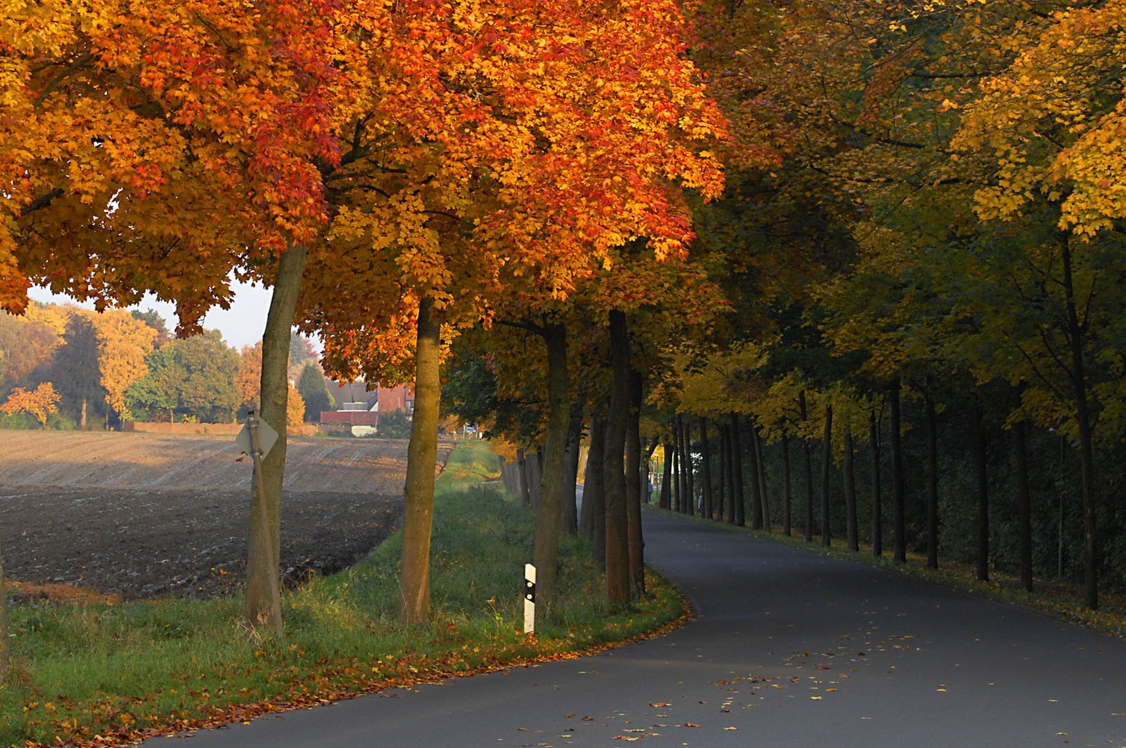 Goldene Synergie - wie der Herbst und die Abendsonne gemeinsam eine Allee aufwerten