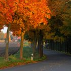 Goldene Synergie - wie der Herbst und die Abendsonne gemeinsam eine Allee aufwerten