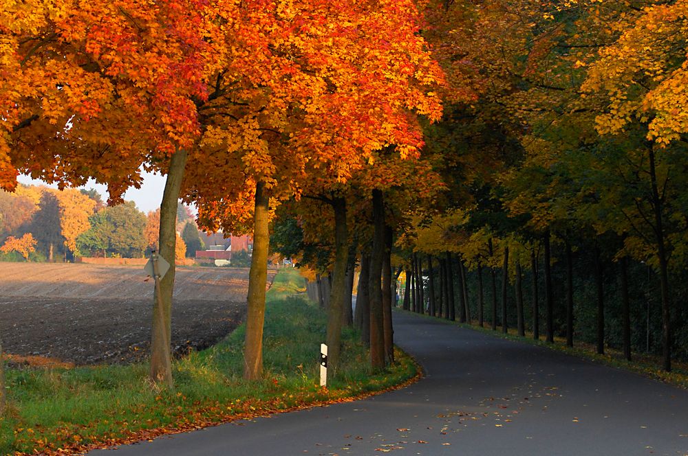 Goldene Synergie - wie der Herbst und die Abendsonne gemeinsam eine Allee aufwerten